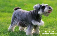 <b>为什么有些犬叫梗？</b>