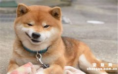<b>柴犬跟中华田园犬是不是一个种类？</b>