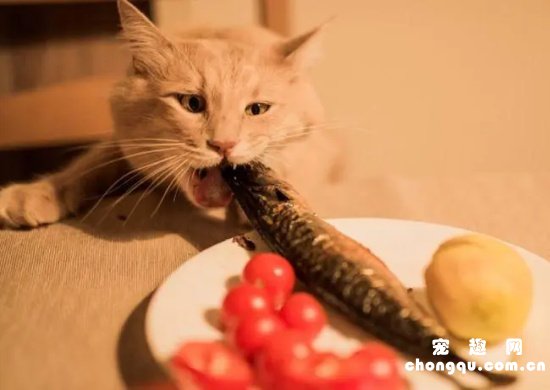 如何让猫咪安全的吃鱼