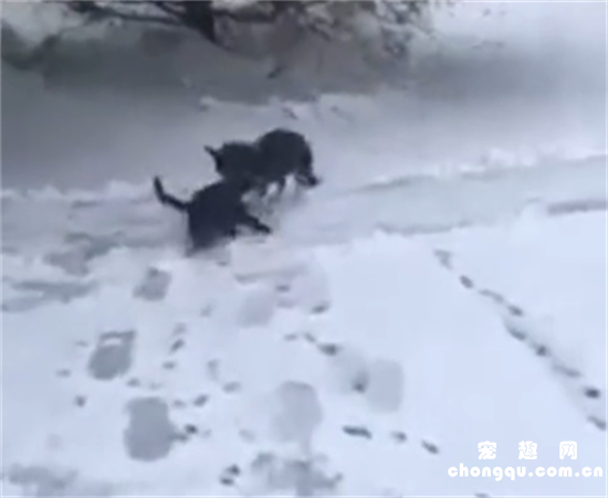 <b>流浪小猫冻僵在雪地里痛哭，狗狗见到后，竟把它拖回了自己的窝</b>