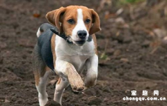 ​怎样训练比格犬不淘气?