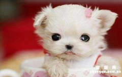 <b>​茶杯犬的特点是什么?</b>