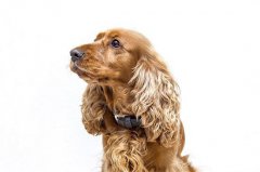<b>可卡犬掉毛吗?</b>