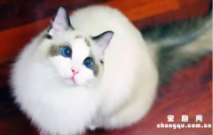 <b>​布偶猫眼睛色度几度好？</b>