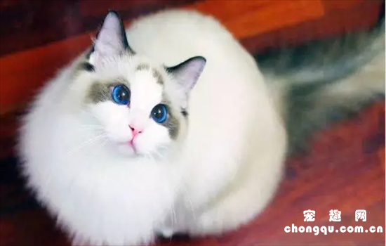 ​布偶猫眼睛色度几度好