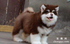 <b>​长毛大型犬有哪些品种？</b>