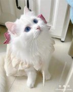 美丽漂亮的波斯猫