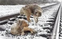 流浪狗受伤躺在铁路上，当火车来临时，同伴依旧陪伴在它的身旁