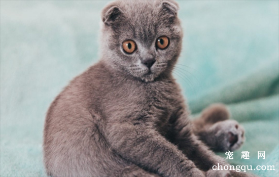 ​全身是灰色的猫是什么品种