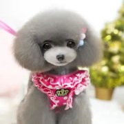 <b>​狗狗泪痕能洗掉吗？</b>