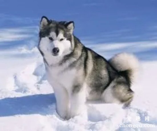 阿拉斯加雪橇犬多少钱