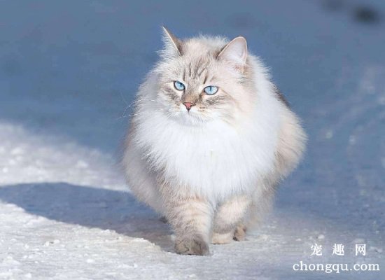<b>猫咪界最专情的猫：西伯利亚猫</b>