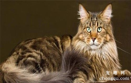 ​缅因猫体长多少厘米