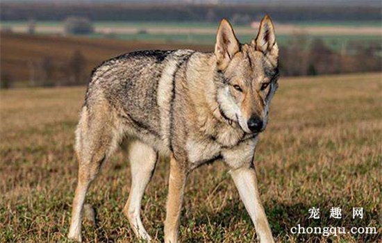​捷克狼犬在中国有卖吗