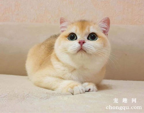 猫咪膀胱炎的症状及治疗（猫咪为什么会得膀胱炎？）
