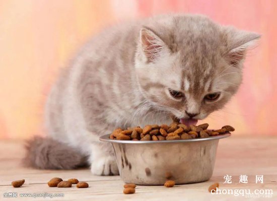 猫咪长期吃同一款猫粮好，还是定期更换好？