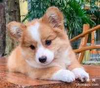<b>如何训练小时候的宠物狗狗</b>
