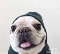 如何教法国斗牛犬好好上厕所？