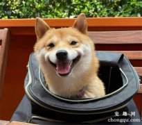 <b>训练中要及时奖励狗狗</b>