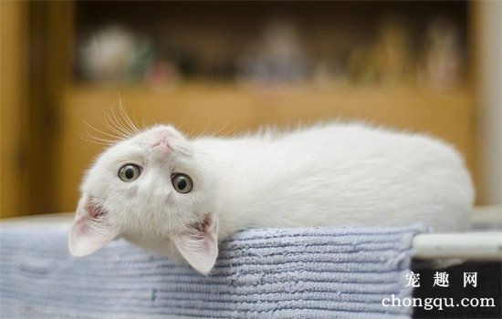 雪中悍刀行鱼幼薇的猫是什么品种