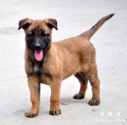 田园犬的寿命多少年