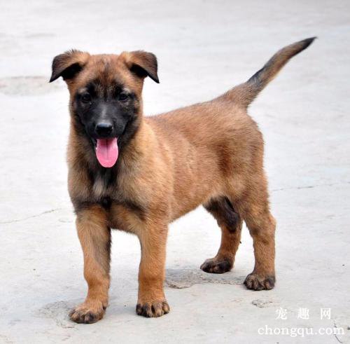 田园犬的寿命多少年