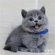 猫和老鼠的猫是什么品种?