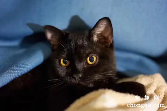 黑猫黄眼睛是什么品种