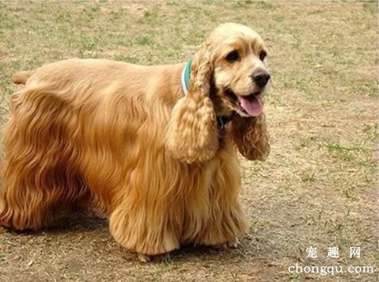 怎么改善可卡犬掉毛 可卡犬掉毛怎么办