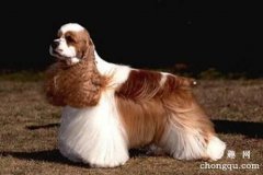 <b>怎么给可卡犬洗澡 可卡犬洗澡的注意事项</b>