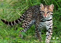 豹猫是保护动物吗?