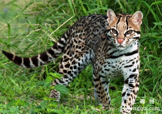 豹猫是保护动物吗