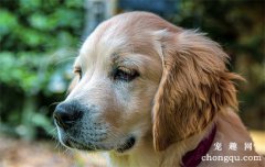 <b>遛狗时狗狗到处闻要制止吗</b>