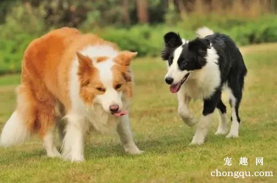 狗狗多大算成年犬