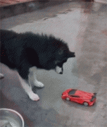 <b>网友买了个变形汽车，没想到差点把狗子送走，笑疯了！</b>