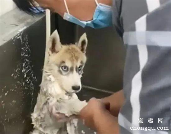 <b>二哈去宠物店洗澡时，却一直盯着工作人员：你这是啥眼神啊？</b>