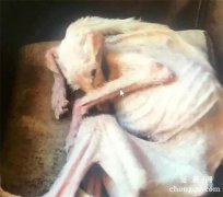 这只狗狗的照片曾在全网疯传…经过大家两年的努力，他们终于被判刑了！