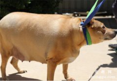 <b>父母亲双双去世后，狗狗经受不住打击，一度抑郁胖至106斤…</b>