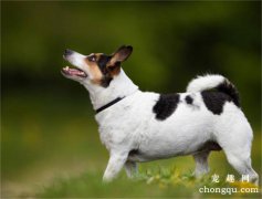 <b>冰岛牧羊犬训练有技巧吗</b>
