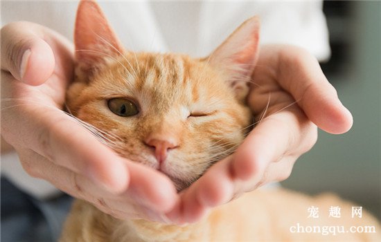 猫为什么怕橘子皮