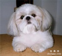 <b>西施犬好训练吗 西施犬怎么训练</b>