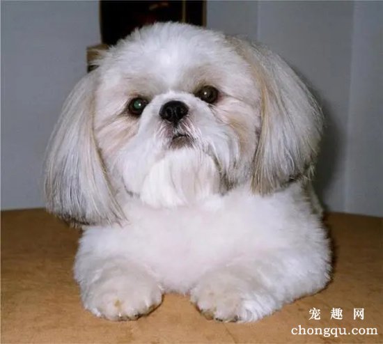 西施犬好训练吗 西施犬怎么训练
