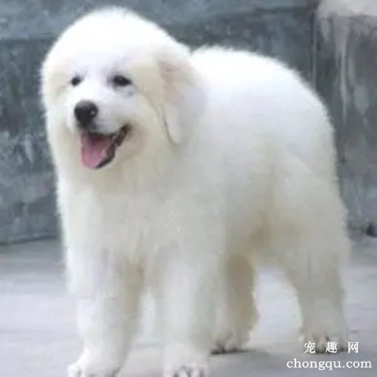 大白熊犬性格特点 大白熊犬温顺吗