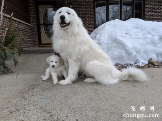 怎么挑选大白熊犬 纯种大白熊犬特征