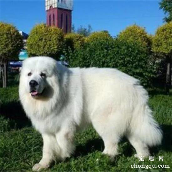 大白熊犬多少钱一只  大白熊犬价位