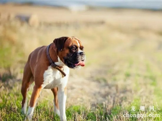 拳师犬掉毛怎么办  拳师犬掉毛的原因