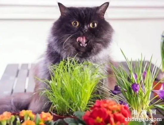 养猫一定要必备猫草吗？(猫草对养猫有啥好处？)