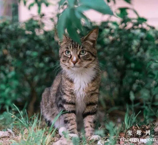 越养越值钱的几个猫咪品种,狸花猫、无毛猫上榜