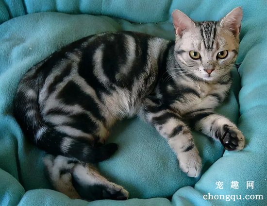 越养越值钱的几个猫咪品种,狸花猫、无毛猫上榜