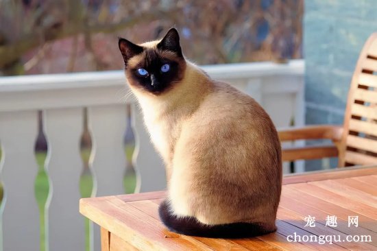 越养越值钱的几个猫咪品种,狸花猫、无毛猫上榜